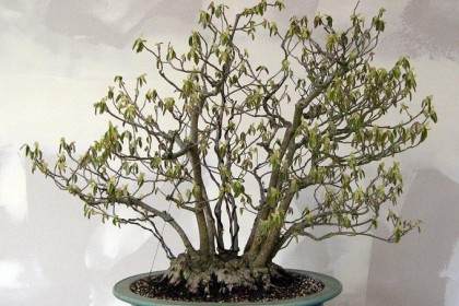 穗花蜡瓣花一种旧的冬季榛盆景