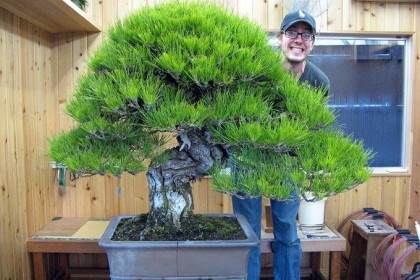 马特雷尔在日本跟铃木信二学习盆景的经历