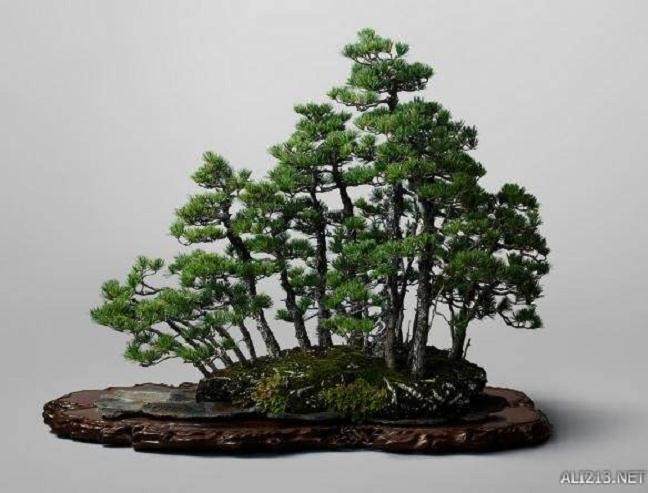 在夏季该如何给盆景浇水？