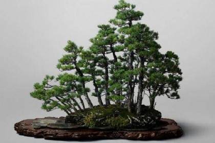 在夏季该如何给盆景浇水？