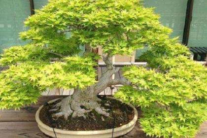 2月25日发布的云杉丛中有四个可怕的盆景主干