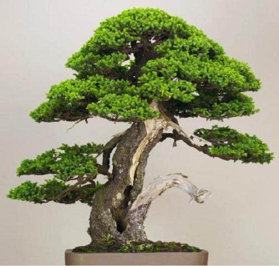 Matt Reel在新工作室制作虾夷云杉盆景