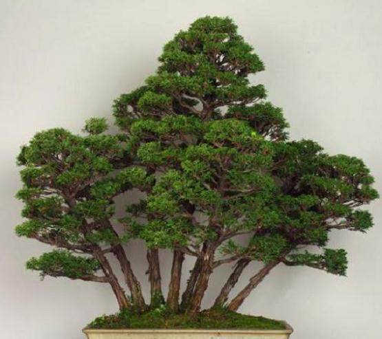 Matt Reel在新工作室制作虾夷云杉盆景