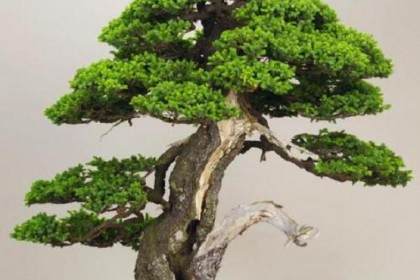 Matt Reel在新工作室制作虾夷云杉盆景