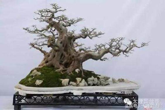 盆景大飘枝制作技巧