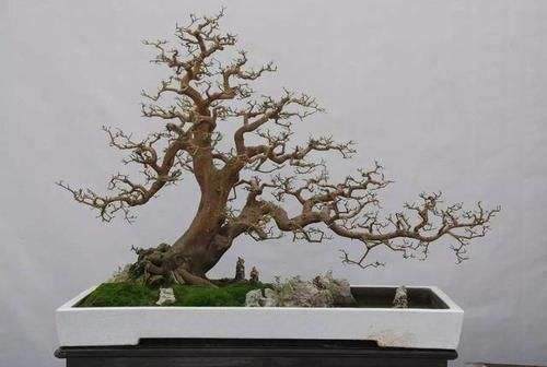 《飘》- 关于盆景制作中飘枝制作的思考