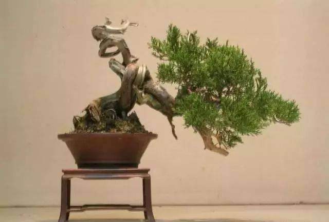 图解 怎么制作小品舍利干盆景的17个过程