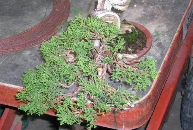 图解 怎么制作小品舍利干盆景的17个过程