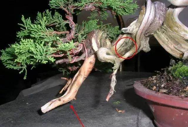 图解 怎么制作小品舍利干盆景的17个过程