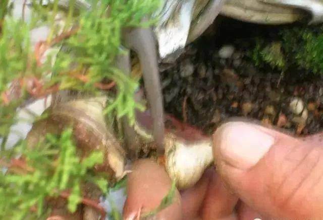 图解 怎么制作小品舍利干盆景的17个过程