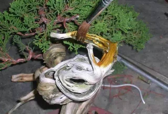 图解 怎么制作小品舍利干盆景的17个过程