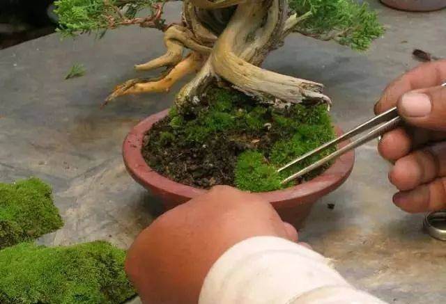 图解 怎么制作小品舍利干盆景的17个过程