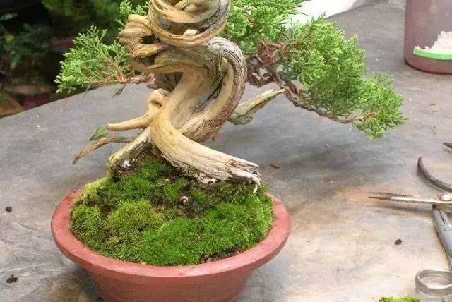 图解 怎么制作小品舍利干盆景的17个过程