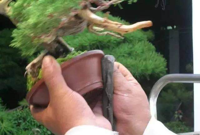 图解 怎么制作小品舍利干盆景的17个过程