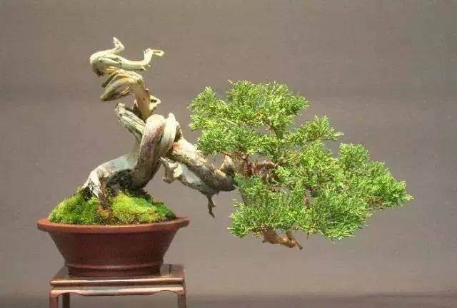 图解 怎么制作小品舍利干盆景的17个过程