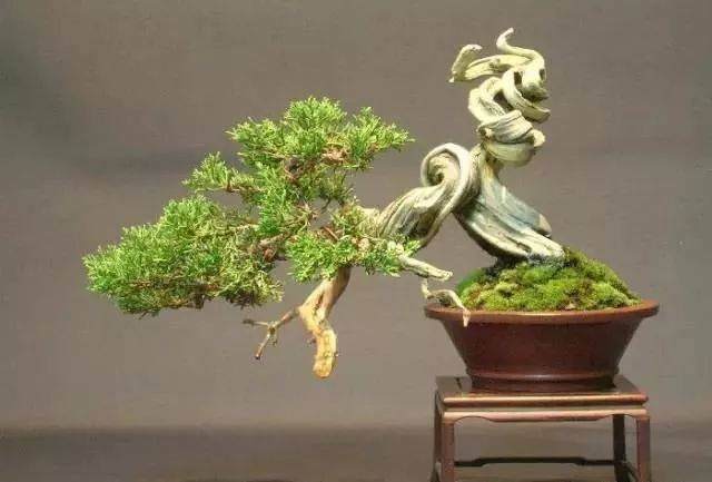 图解 怎么制作小品舍利干盆景的17个过程