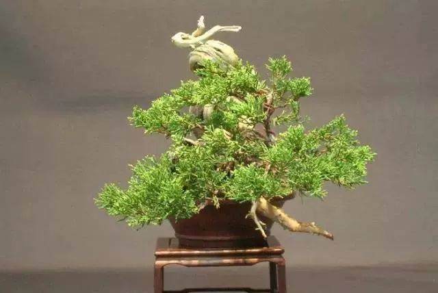 图解 怎么制作小品舍利干盆景的17个过程