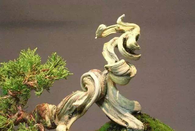 图解 怎么制作小品舍利干盆景的17个过程