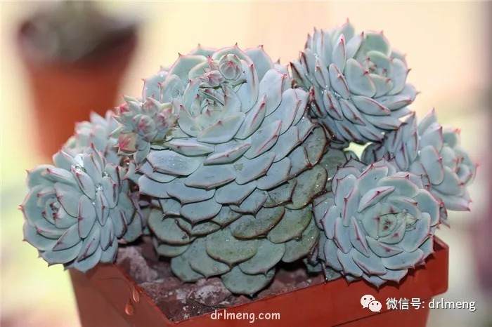 你真的了解多肉原产地云南的情况吗