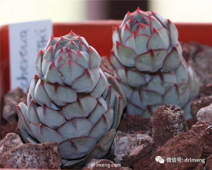 你真的了解多肉原产地云南的情况吗