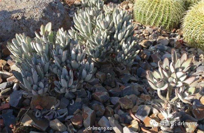 你真的了解多肉原产地云南的情况吗