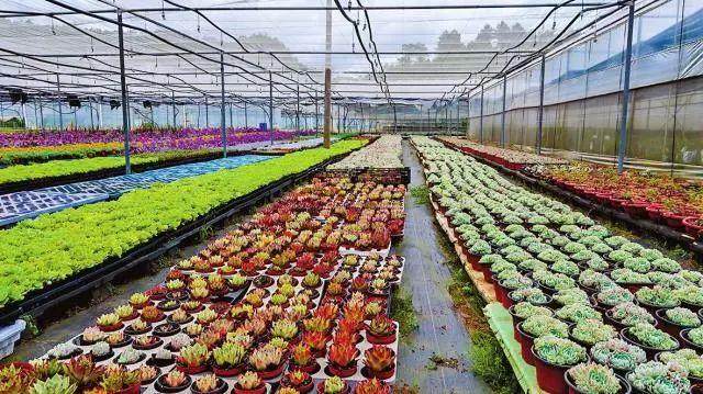 昆明多肉植物种植面积达30多亩 亩产值达40万