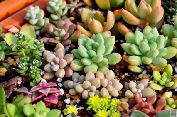 昆明多肉植物种植面积达30多亩 亩产值达40万
