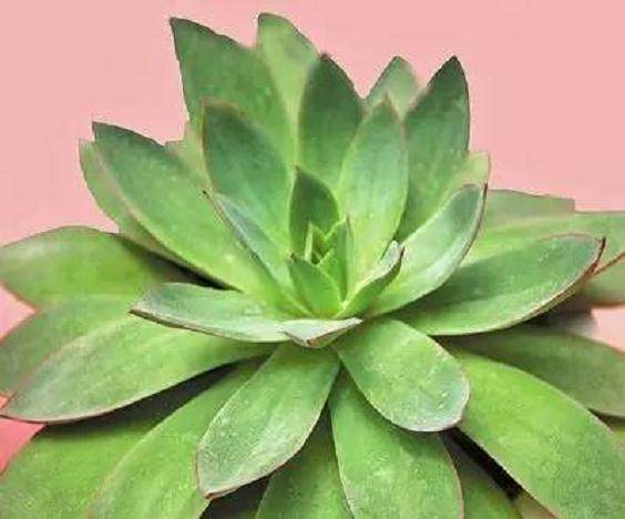 云南育成3个多肉新品种 图片