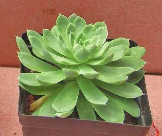 云南育成3个多肉新品种