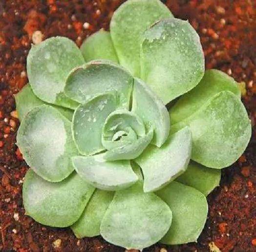 云南育成3个多肉新品种 图片
