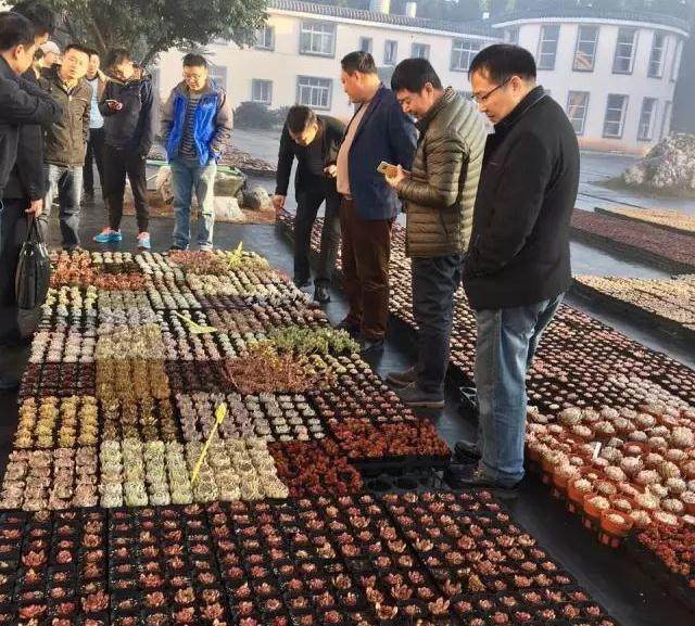 首届云南省多肉产业论坛在昆明举办