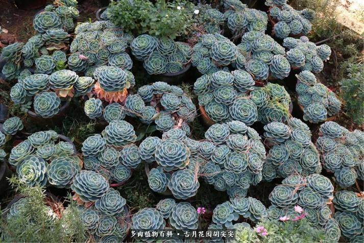 云南昆明的小子 无意中来到斗南多肉市场