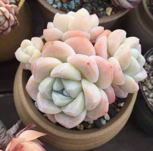 云南昆明的小子 无意中来到斗南多肉市场