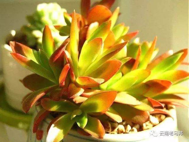 火祭多肉的生长习性和养护要点