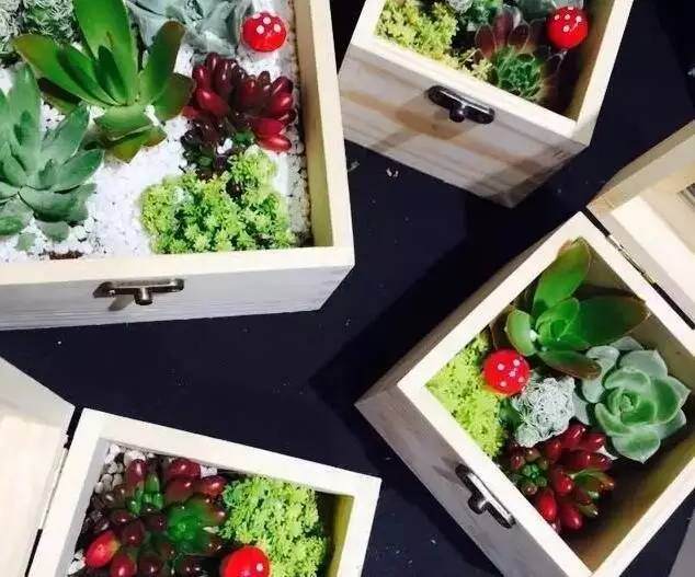 栽培的过程中 什么会导致多肉成活出现问题?