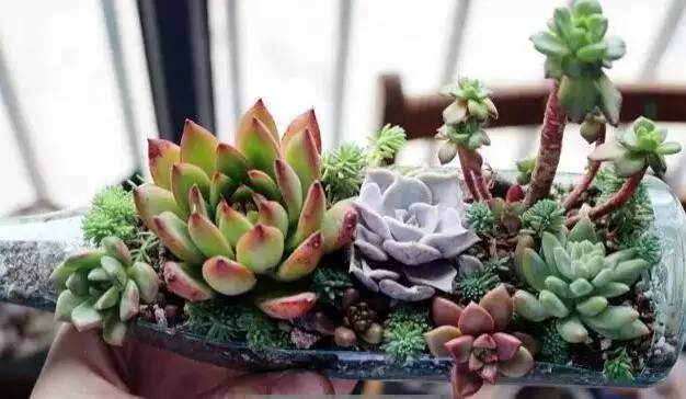 怎么用叶插让多肉开出神奇的花?