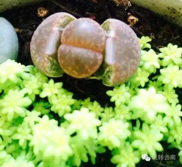 只有云南的多肉植物才能如此色彩斑斓