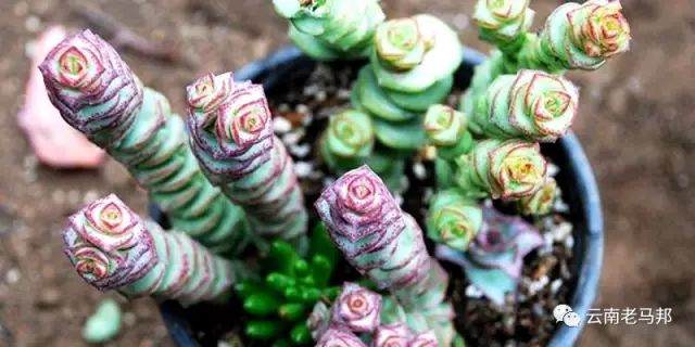 钱串景天多肉 每15天左右施一次腐熟的稀薄液肥