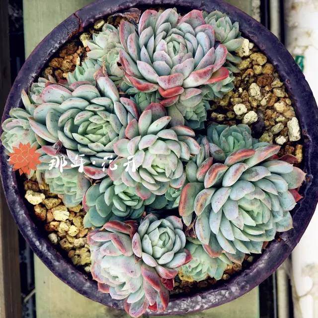 多肉植物为什么会变色呢?