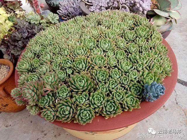 海拔1710的云南多肉天台