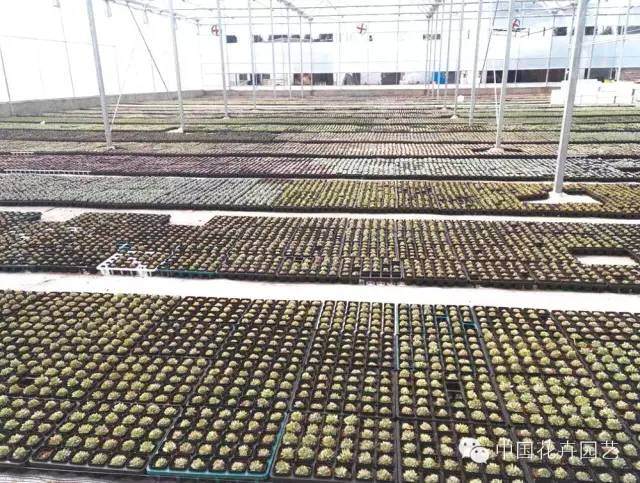 云南省多肉植物协会成立