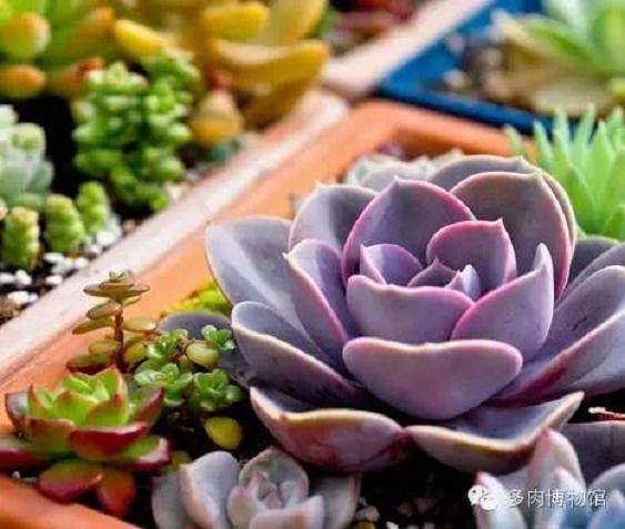 中国首批多肉植物新品种在云南诞生