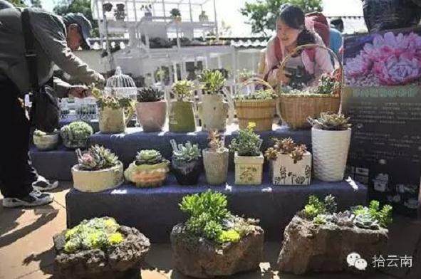 多肉虽好 千万别进掉肉坑