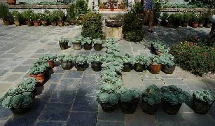 多肉有毒?引进、培训都需留心