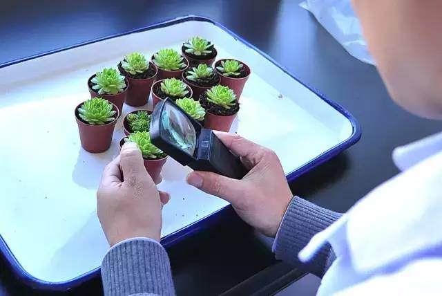 云南口岸在多肉植物上检出石蒜弗粉蚧