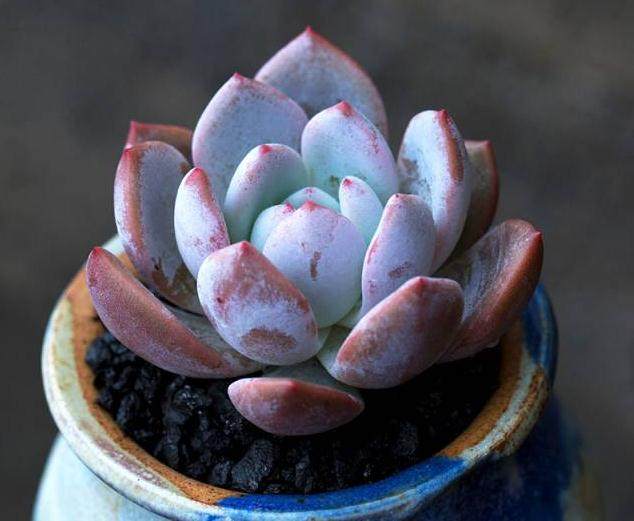 云南多肉产业前景如何?