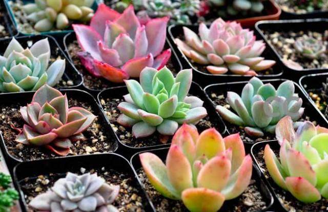 云南多肉异军突起的原因在哪?