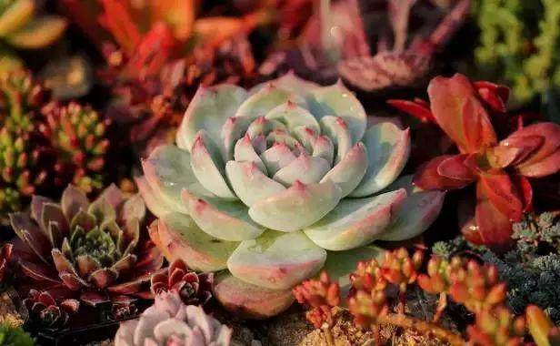 云南人快自查!这些有毒的多肉植物你家有没有?