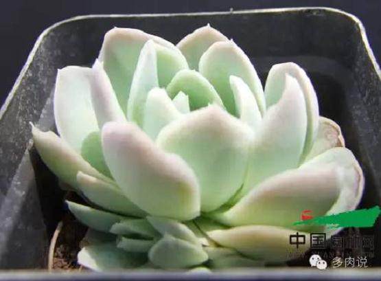 云南育成四个多肉植物新品种