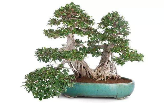 三步法教你怎么做榕树盆景的气根造型